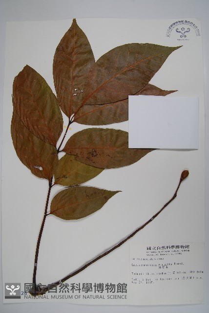 鐘萼木藏品圖，第1張