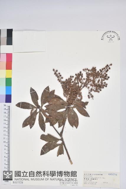 臺灣馬醉木藏品圖，第1張