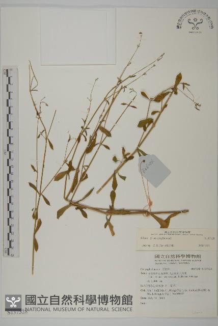 登錄號:S137528藏品圖，第1張