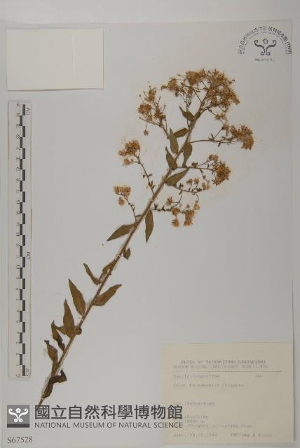 臺灣馬蘭藏品圖，第1張