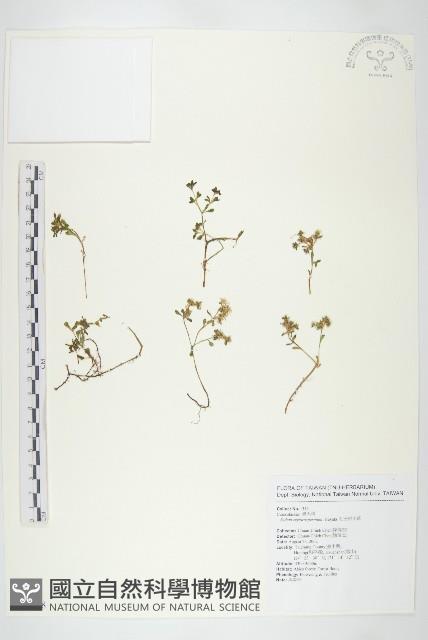 紅子佛甲草藏品圖，第1張