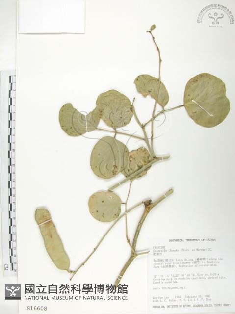 肥豬豆藏品圖，第1張