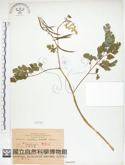 臺灣黃菫藏品圖，第1張