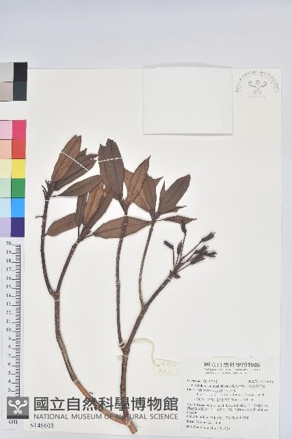 森氏杜鵑、森氏滿江紅藏品圖，第1張