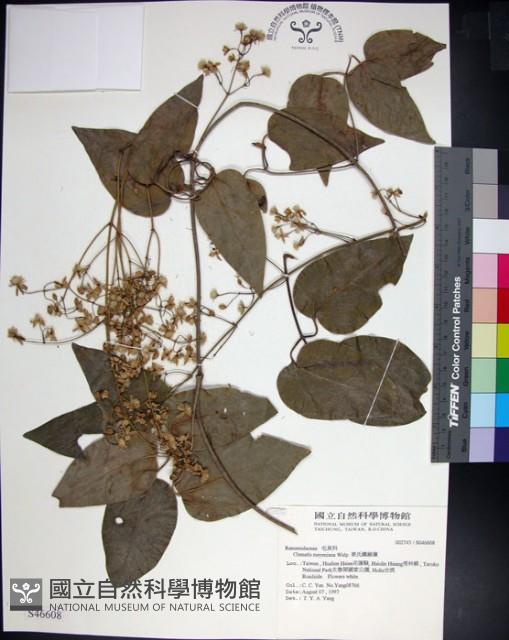 麥氏鐵線蓮藏品圖，第1張