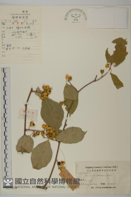 哥蘭葉藏品圖，第1張