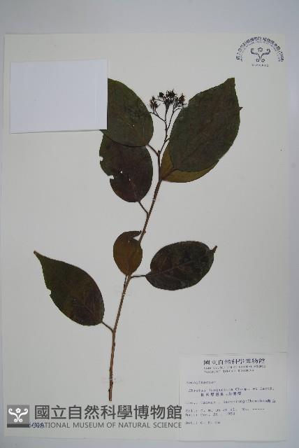長花厚殼樹藏品圖，第1張