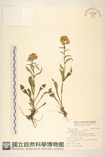 一枝黃花藏品圖，第1張