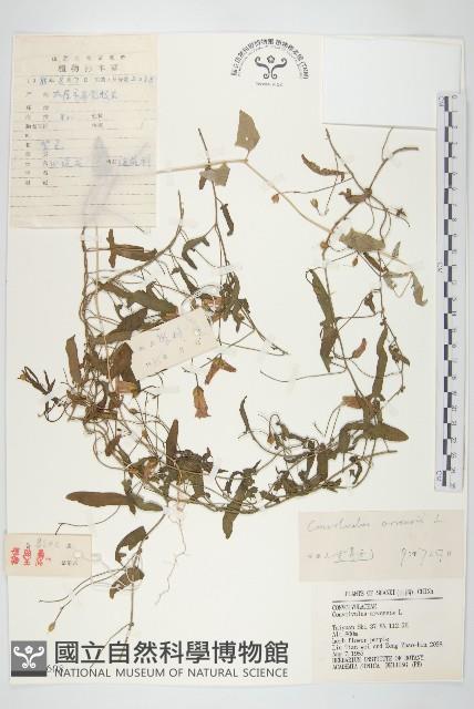 田旋花藏品圖，第1張