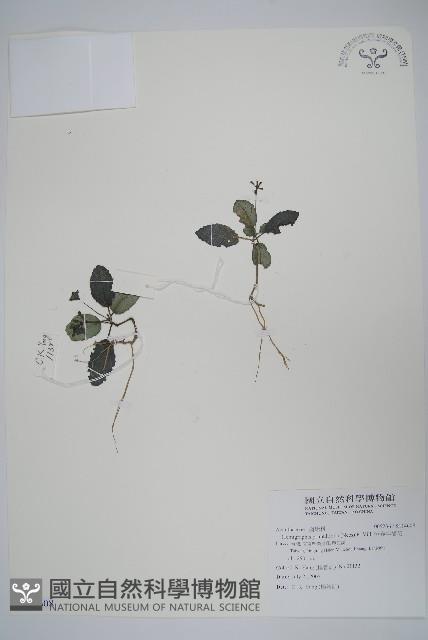 恆春半插花藏品圖，第1張