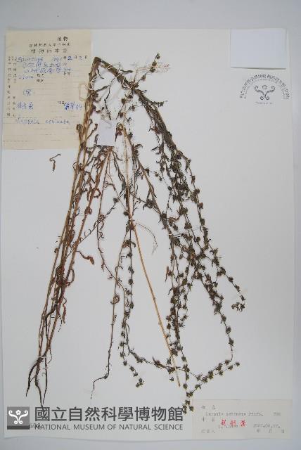 鶴蝨藏品圖，第1張