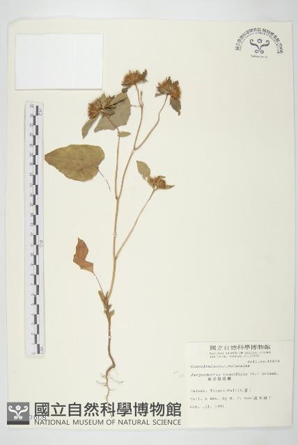 長梗毛娥房藤藏品圖，第1張