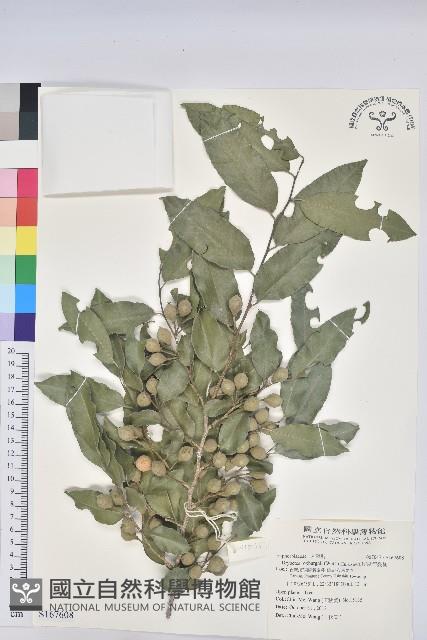 印度無憂樹藏品圖，第1張