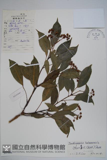 海南杞李參藏品圖，第1張