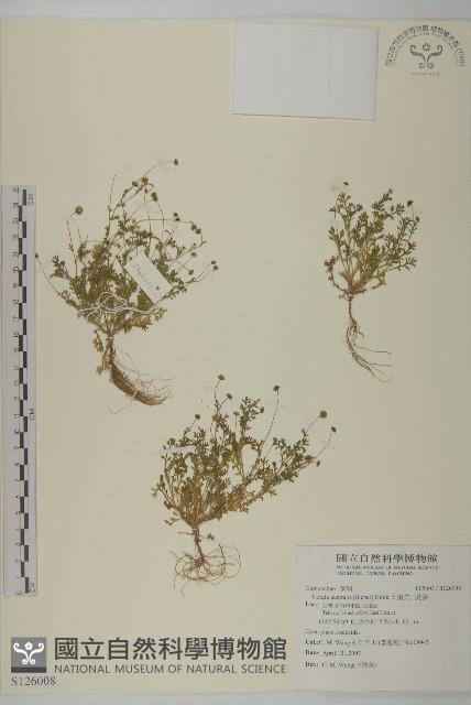 Accession Number:S126008 Collection Image, Figure 1, Total 2 Figures