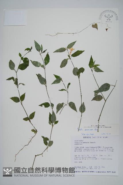 蘆利草、匐蘆利草藏品圖，第1張