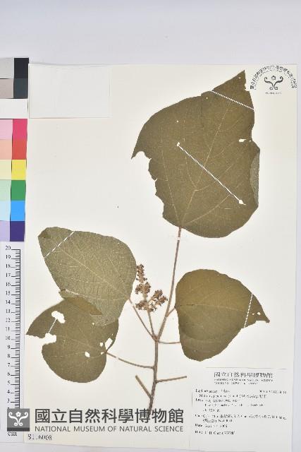 野桐藏品圖，第1張