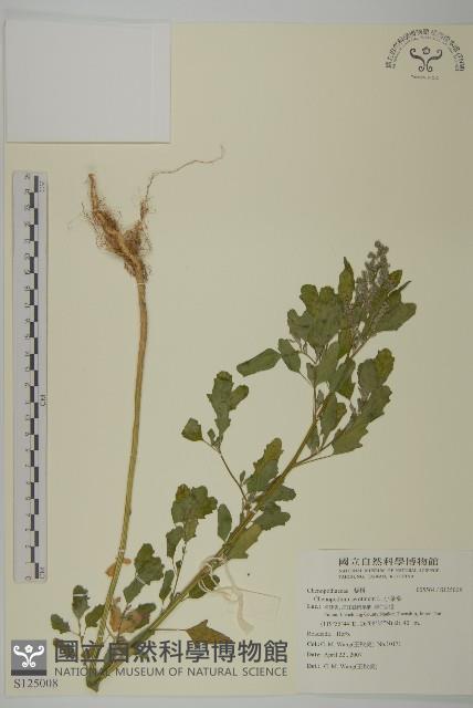 Small goosefoot Collection Image, Figure 1, Total 2 Figures