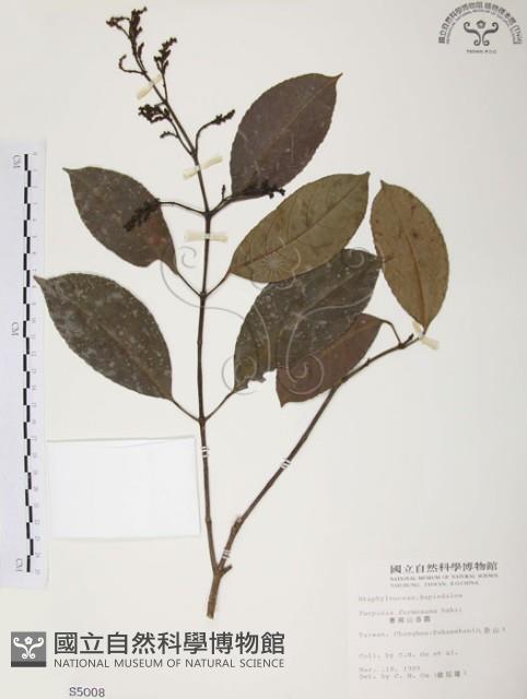 山香圓藏品圖，第1張