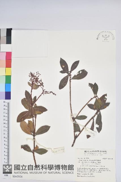 臺灣馬醉木藏品圖，第1張