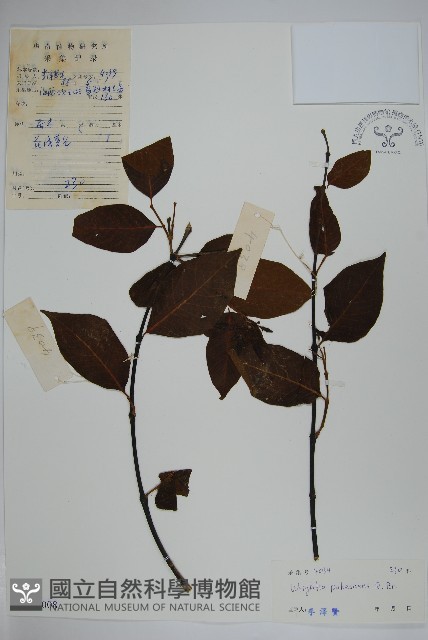 倒吊芼藏品圖，第1張