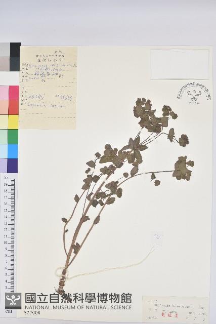 林大戟藏品圖，第1張