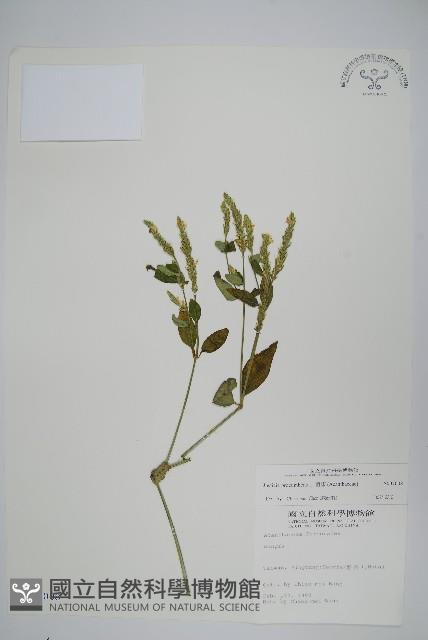 爵床藏品圖，第1張