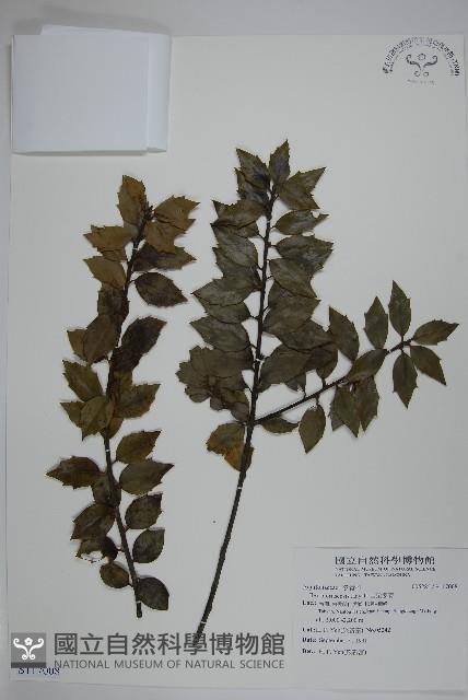 苗栗冬青藏品圖，第1張