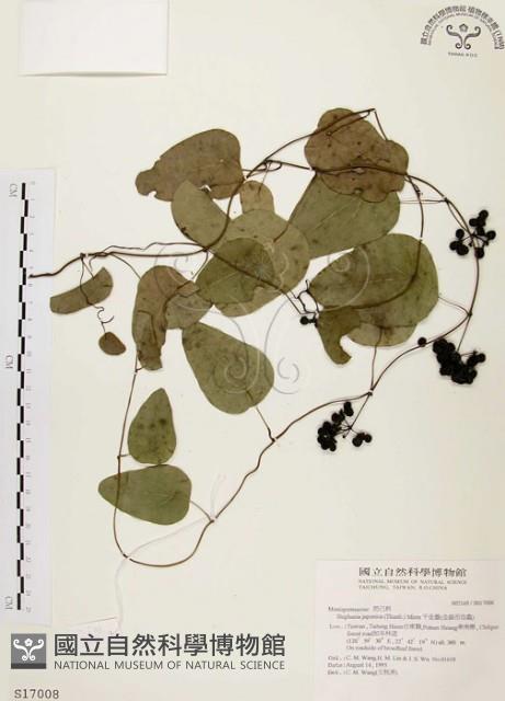 Japanese Stephania Collection Image