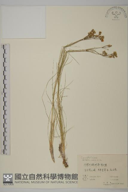 燈心草蚤綴藏品圖，第1張