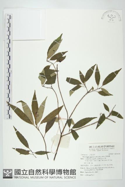 青莢葉藏品圖，第1張