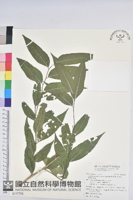 臺灣假黃楊藏品圖，第1張