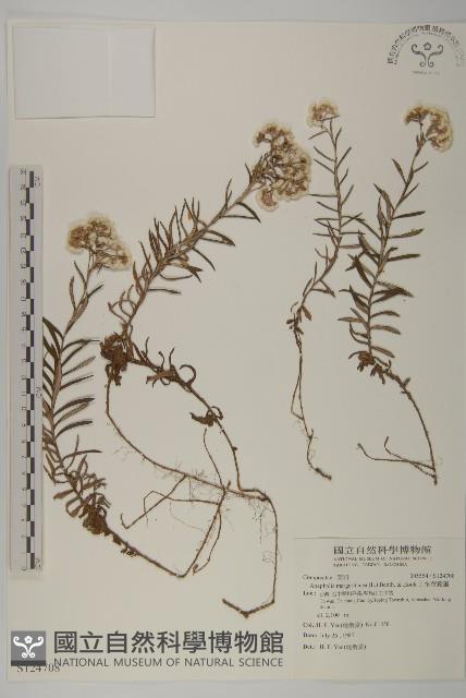 抱莖籟簫藏品圖，第1張