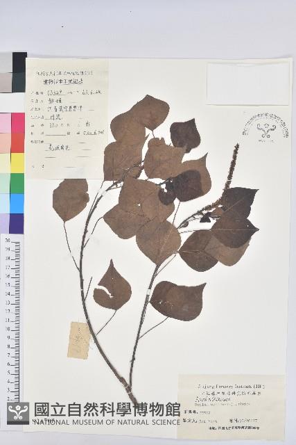 烏臼藏品圖，第1張