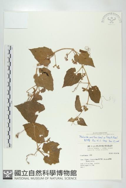 青牛膽藏品圖，第1張