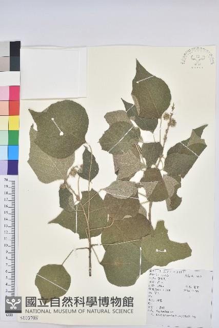 白背葉藏品圖，第1張