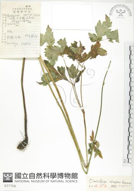 單穗升麻藏品圖，第1張