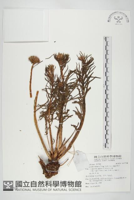 壯健紅景天藏品圖，第1張