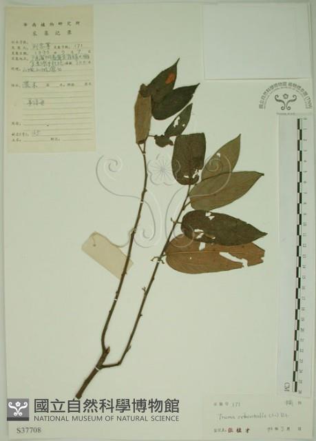 山黃麻藏品圖，第1張