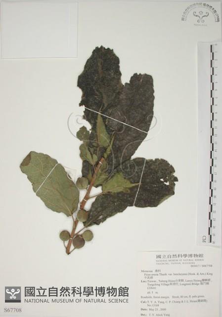 牛乳榕藏品圖，第1張