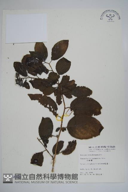 冷飯藤藏品圖，第1張