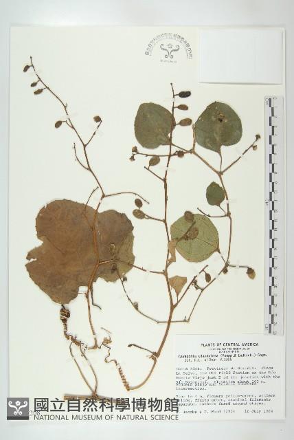 登錄號:S035208藏品圖，第1張