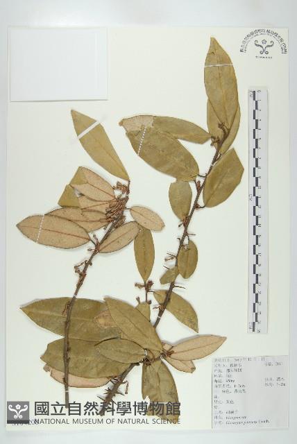 胡頹子藏品圖，第1張