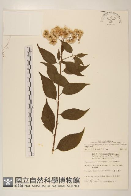 小舌菊、蔓綿菜藏品圖，第1張