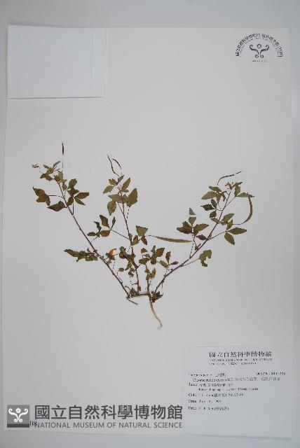 平伏莖白花菜、成功白花菜藏品圖，第1張