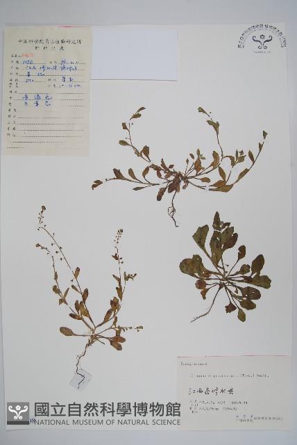 附地菜藏品圖，第1張