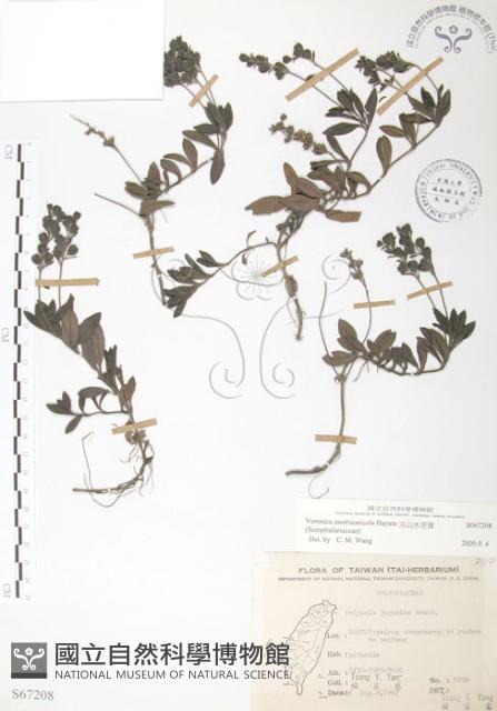 玉山水苦賈藏品圖，第1張