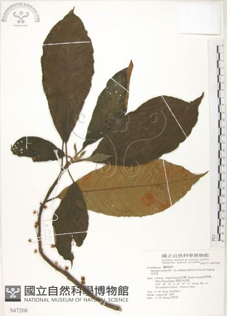 水冬瓜藏品圖，第1張