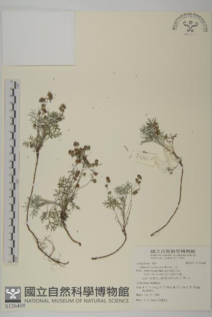 山艾藏品圖，第1張