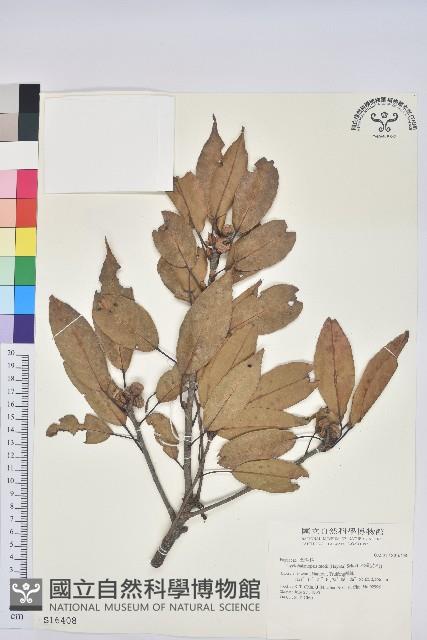 赤柯、赤椆、森氏櫟藏品圖，第1張